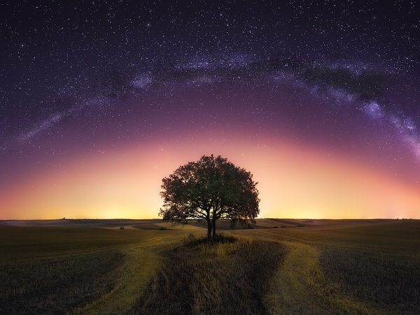 дерево, млечный путь, небо, ночь, поле