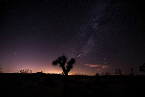 Обои на рабочий стол: дерево джошуа, звезды, небо, ночь, пустыня