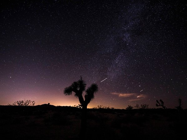 дерево джошуа, звезды, небо, ночь, пустыня