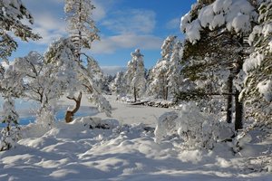 Обои на рабочий стол: Hedmark Fylke, Nordset, norway, деревья, зима, норвегия, снег