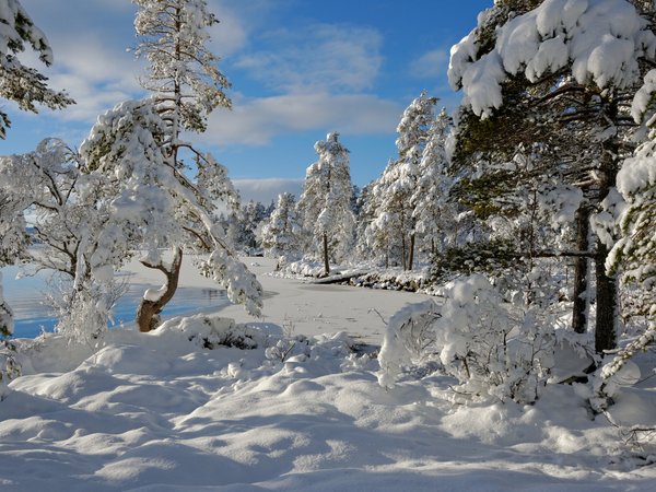 Hedmark Fylke, Nordset, norway, деревья, зима, норвегия, снег