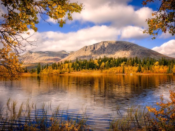ветки, горы, лес, норвегия, озеро, осень