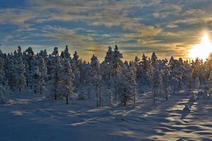 Обои на рабочий стол: деревья, закат, зима, норвегия, снег