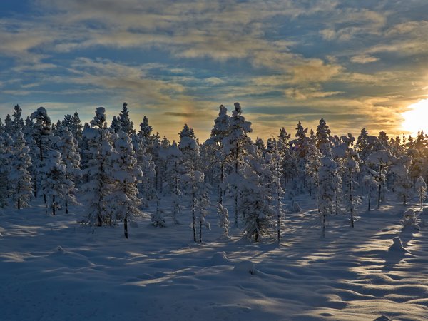 деревья, закат, зима, норвегия, снег