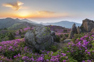 Обои на рабочий стол: jae youn Ryu, азалия, валуны, горы, заповедник, камни, корея, облака, пейзаж, природа, рассвет, растительность, рододендроны, туман, утро, цветы