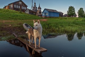 Обои на рабочий стол: Архангельская область, Кимжа, Олег Зверев, пес, смотрит