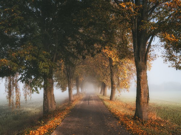 деревья, дорога, осень, туман