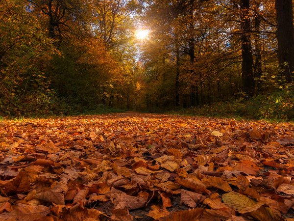 деревья, лес, листва, листья, осень