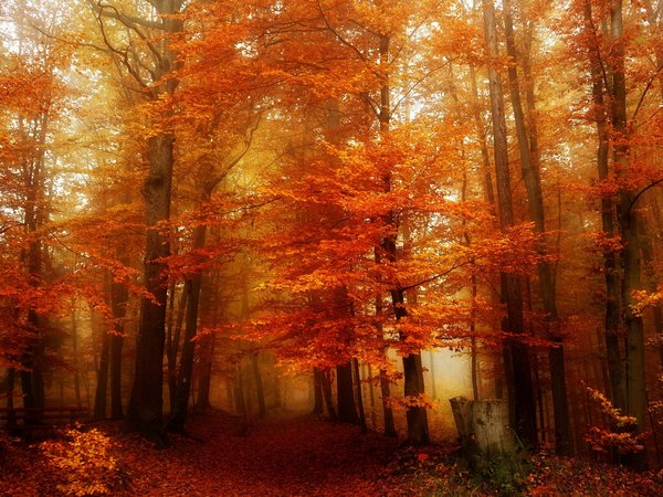 деревья, лес, листья, осень, пень