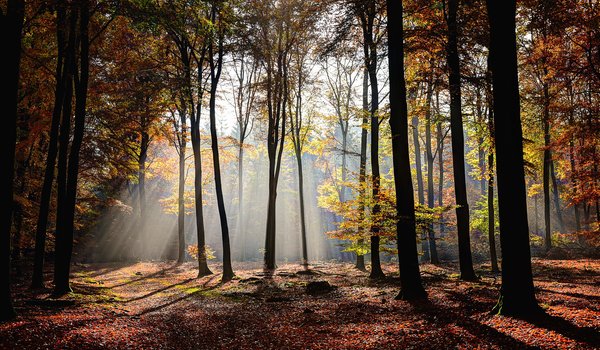 Обои на рабочий стол: autumn, forest, leaves, light, park, scenery, sunshine, tree, деревья, лес, листья, Лучи Света, осень