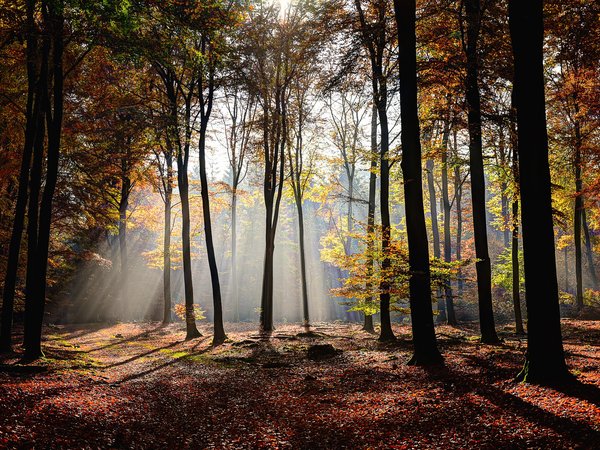 autumn, forest, leaves, light, park, scenery, sunshine, tree, деревья, лес, листья, Лучи Света, осень