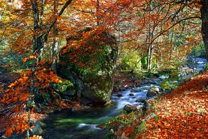 Обои на рабочий стол: autumn, colorful, fall, forest, landscape, leaves, park, tree, деревья, лес, листья, осень, парк, река