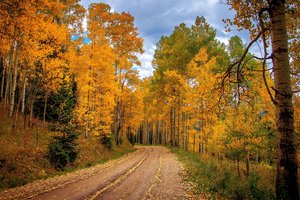 Обои на рабочий стол: autumn, clouds, forest, landscape, nature, plants, road, sky, trees, деревья, дорога, лес, небо, облака, осень, пейзаж, природа, растения