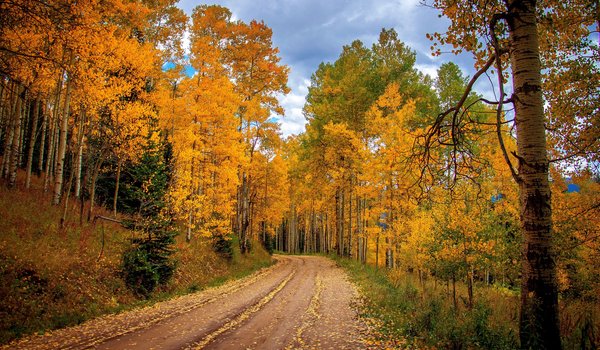 Обои на рабочий стол: autumn, clouds, forest, landscape, nature, plants, road, sky, trees, деревья, дорога, лес, небо, облака, осень, пейзаж, природа, растения