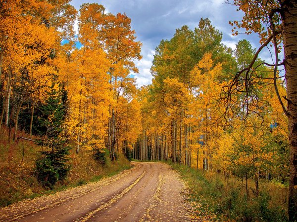 autumn, clouds, forest, landscape, nature, plants, road, sky, trees, деревья, дорога, лес, небо, облака, осень, пейзаж, природа, растения