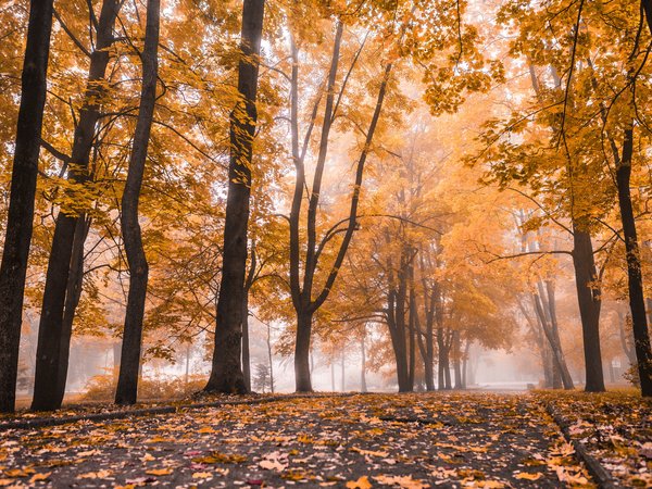 autumn, leaves, nature, park, tree, деревья, листья, осень, парк