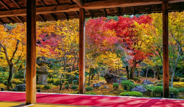 Обои на рабочий стол: autumn, colorful, leaves, nature, park, tree, деревья, листья, осень, парк