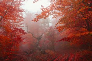 Обои на рабочий стол: autumn, fog, forest, leaves, nature, park, red, tree, деревья, лес, листья, осень, парк, туман
