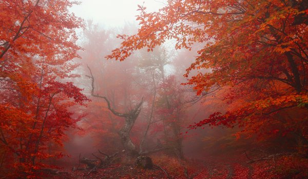 Обои на рабочий стол: autumn, fog, forest, leaves, nature, park, red, tree, деревья, лес, листья, осень, парк, туман