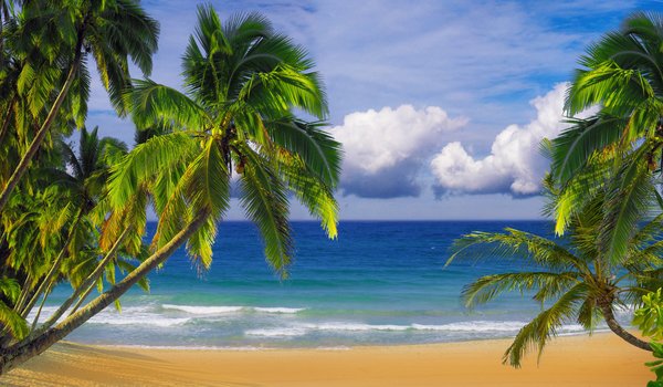 Обои на рабочий стол: небо, океан, пальмы, песок, пляж