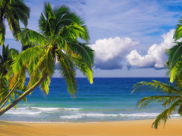 небо, океан, пальмы, песок, пляж