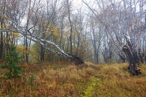 Обои на рабочий стол: autumn, forest, park, tree