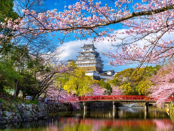 blossom, castle, cherry, Himeji, japan, park, sakura, spring, весна, парк, сакура, цветение, япония