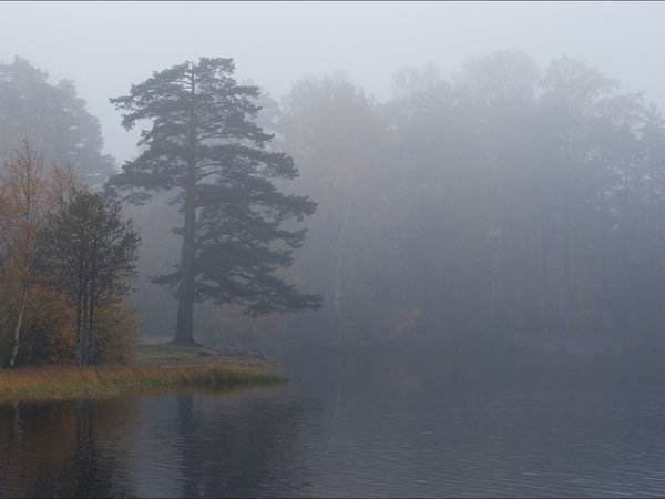 пейзаж, природа, утро