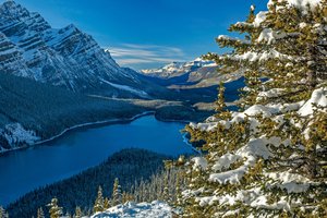 Обои на рабочий стол: Alberta, Banff National Park, canada, Canadian Rockies, Peyto Lake, Альберта, горы, ель, канада, лес, Национальный парк Банф, озеро, Озеро Пейто, Скалистые горы, снег