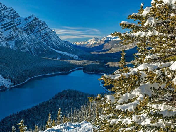 Alberta, Banff National Park, canada, Canadian Rockies, Peyto Lake, Альберта, горы, ель, канада, лес, Национальный парк Банф, озеро, Озеро Пейто, Скалистые горы, снег