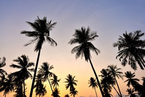 Обои на рабочий стол: beach, palms, sky, sunset, tropical, закат, крона, небо, пальмы, пляж