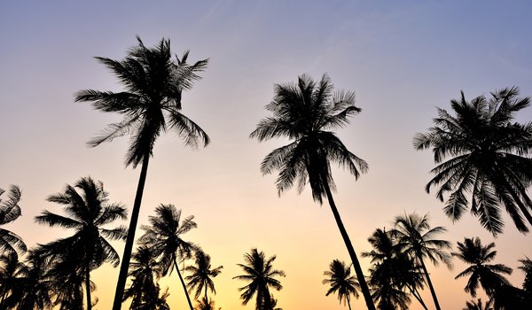 Обои на рабочий стол: beach, palms, sky, sunset, tropical, закат, крона, небо, пальмы, пляж