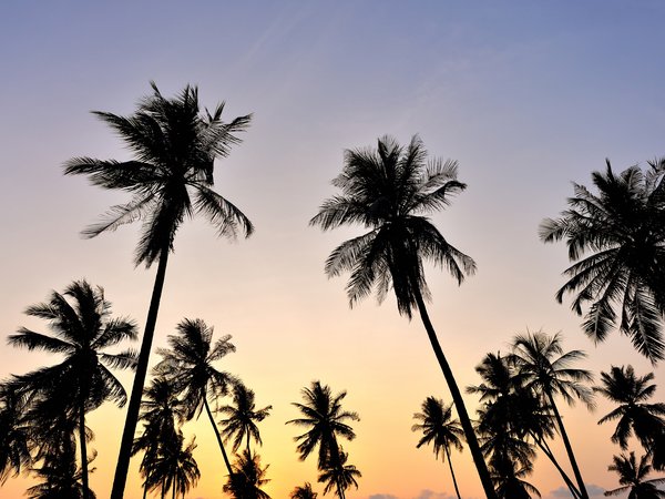 beach, palms, sky, sunset, tropical, закат, крона, небо, пальмы, пляж