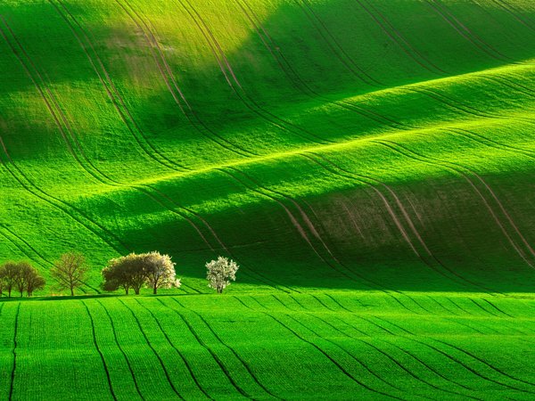 field, Jan Šmíd, trees, деревья, поле