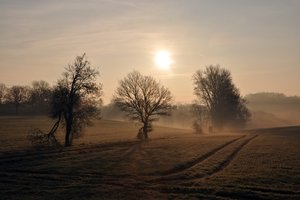 Обои на рабочий стол: дерево, поле, природа