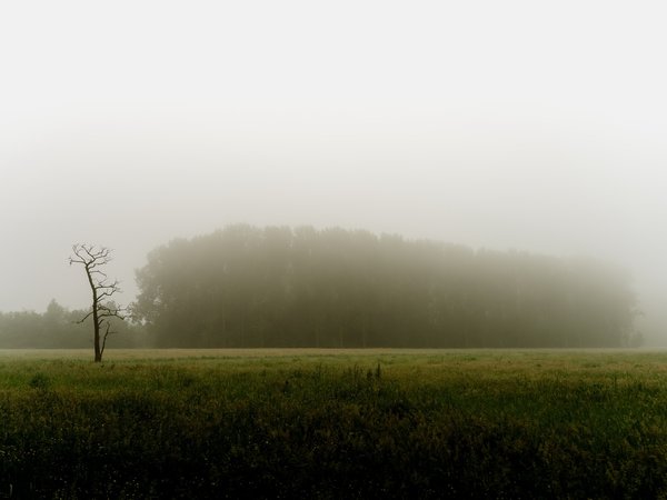 дерево, поле, туман