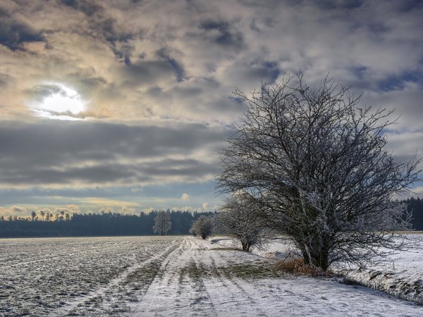 дерево, зима, поле