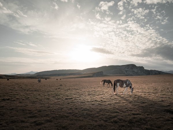 кони, поле, природа