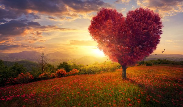 Обои на рабочий стол: beautiful, blossom, field, flowers, heart, landscape, love, pink, romantic, tree, дерево, любовь, небо, поле, сердце, трава, цветы
