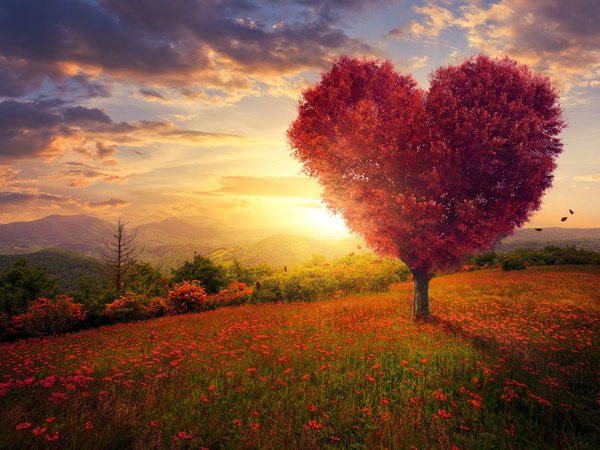 beautiful, blossom, field, flowers, heart, landscape, love, pink, romantic, tree, дерево, любовь, небо, поле, сердце, трава, цветы