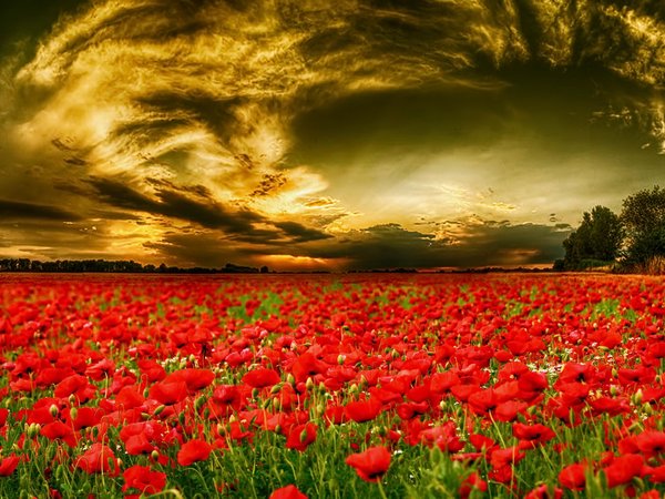 небо, поле, тюльпаны, цветы