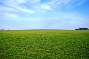 Обои на рабочий стол: горизонт, зелень, небо, поле, трава