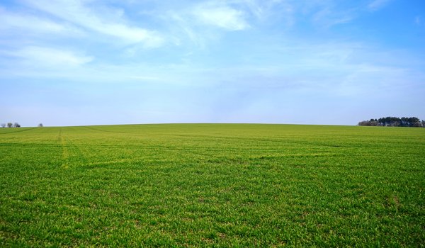 Обои на рабочий стол: горизонт, зелень, небо, поле, трава