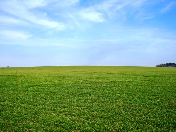 горизонт, зелень, небо, поле, трава
