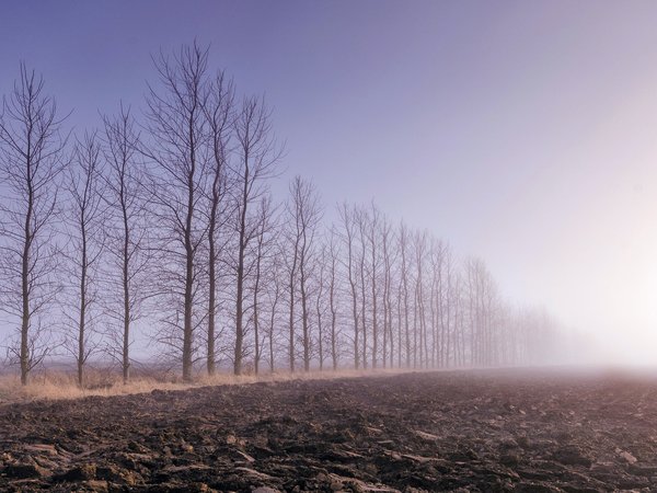 деревья, пашня, поле, туман