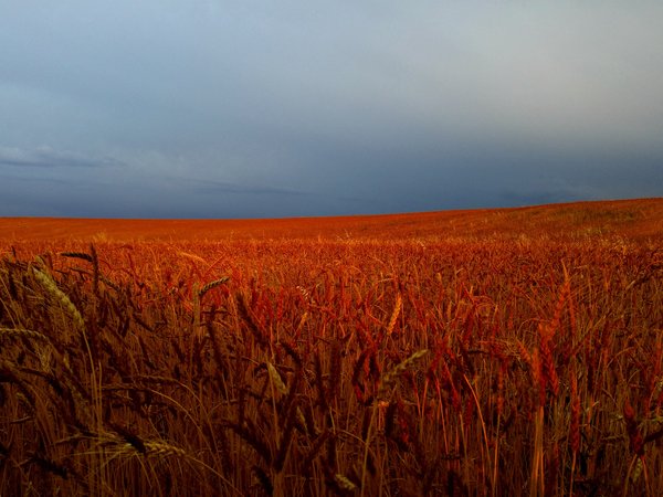 колоски, поле, пшеница, пшеничное поле