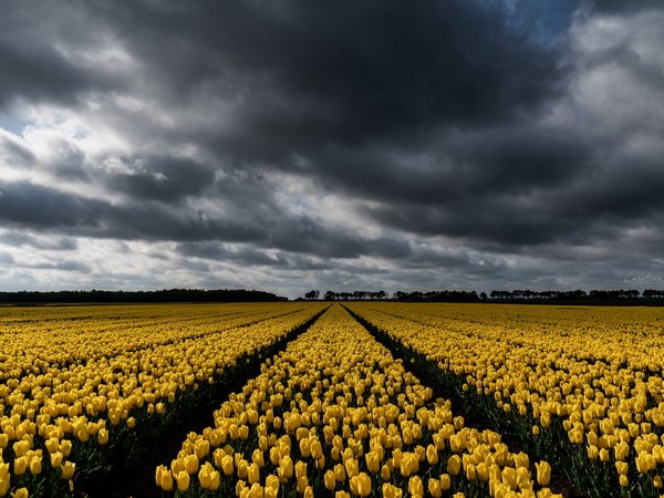 поле, природа, тюльпаны