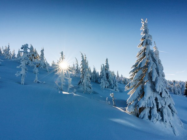 деревья, ели, зима, Польша, снег, сугробы