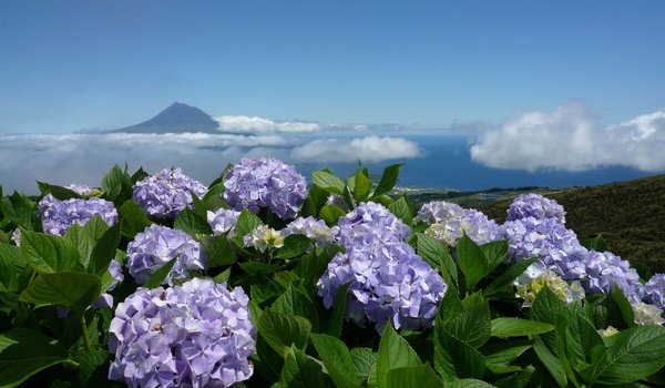 Обои на рабочий стол: Азорские острова, гортензия, небо, облака, океан, пейзаж, Португалия, природа, цветы
