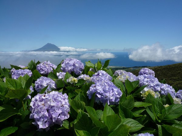Азорские острова, гортензия, небо, облака, океан, пейзаж, Португалия, природа, цветы